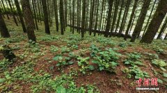 云南施甸：杨善洲精